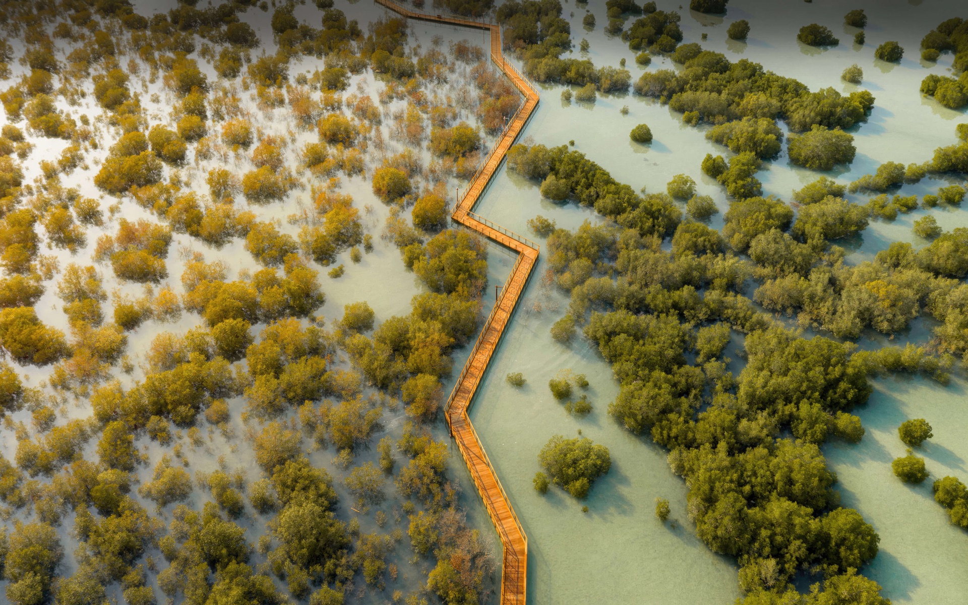 A boardwalk cutting through a mangrove park, seen from above